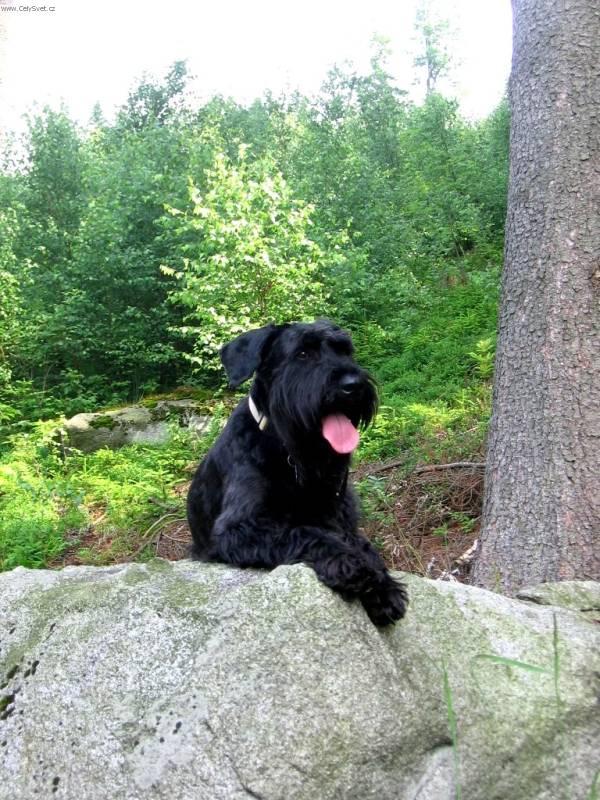Photos: Giant schnauzer (Dog standard) (pictures, images)