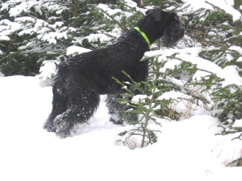 Photos: Giant schnauzer (Dog standard) (pictures, images)