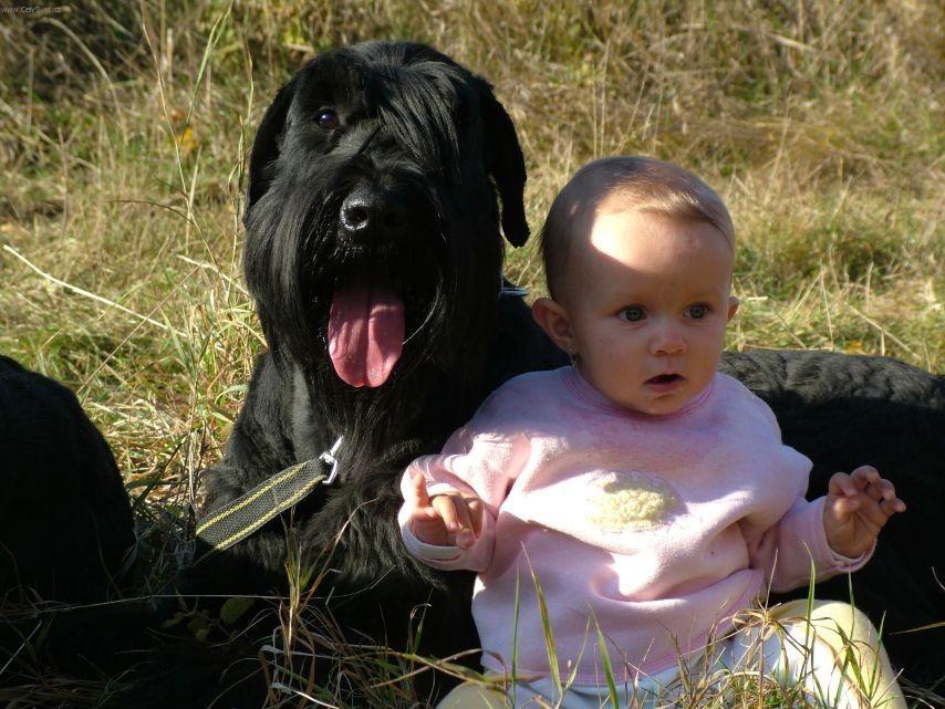 Photos: Giant schnauzer (Dog standard) (pictures, images)