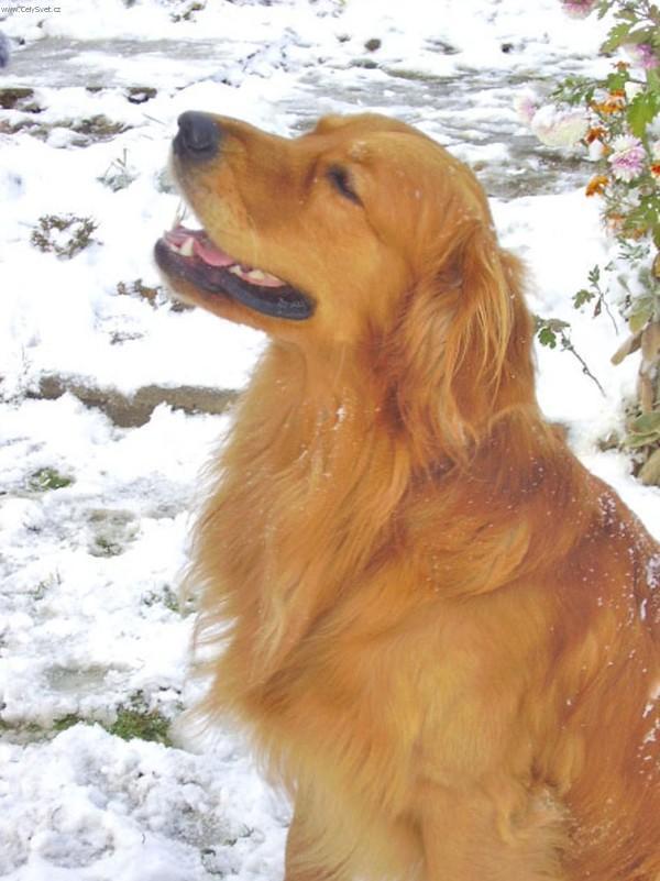 Photos: Golden retriever (Dog standard) (pictures, images)