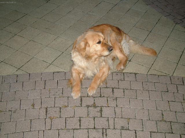 Photos: Golden retriever (Dog standard) (pictures, images)