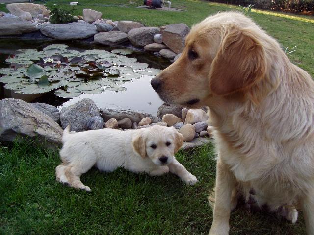 Photos: Golden retriever (Dog standard) (pictures, images)
