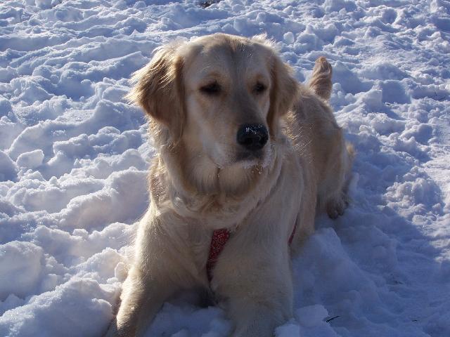 Photos: Golden retriever (Dog standard) (pictures, images)