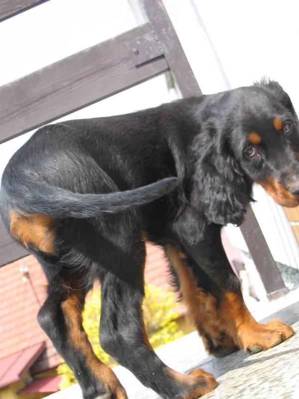 Photos: Gordon setter (Dog standard) (pictures, images)