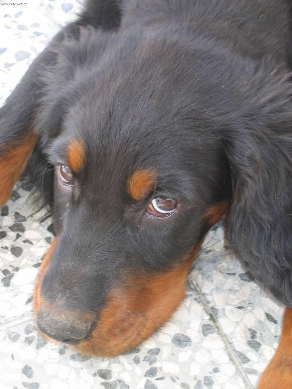 Photos: Gordon setter (Dog standard) (pictures, images)