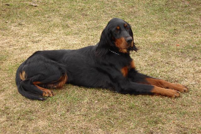 Photos: Gordon setter (Dog standard) (pictures, images)