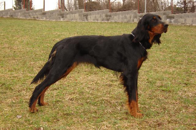 Photos: Gordon setter (Dog standard) (pictures, images)