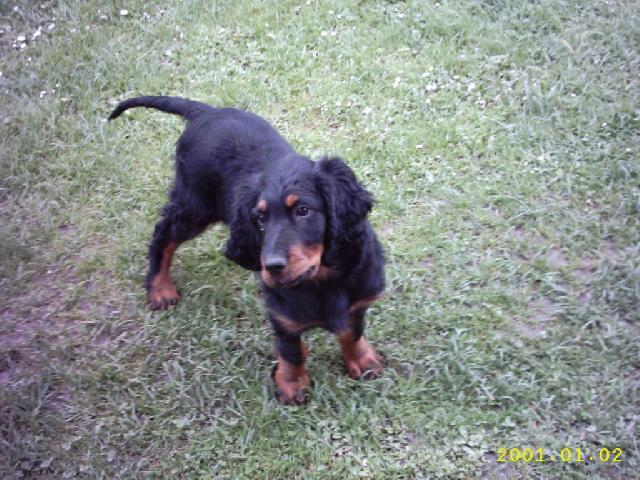 Photos: Gordon setter (Dog standard) (pictures, images)