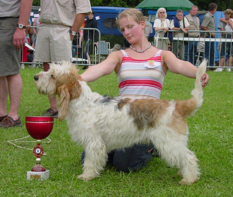 Photos: Grand griffon vendeen (Dog standard) (pictures, images)