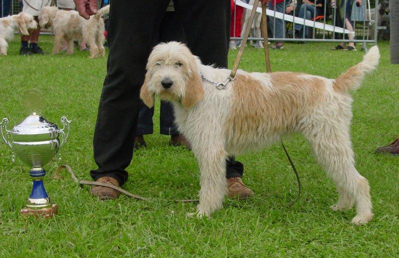 Photos: Grand griffon vendeen (Dog standard) (pictures, images)