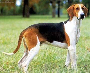 Photos: Great anglo-french tricolour hound (Dog standard) (pictures, images)
