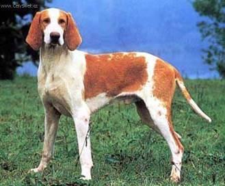 Photos: Great anglo-french white and orange hound (Dog standard) (pictures, images)