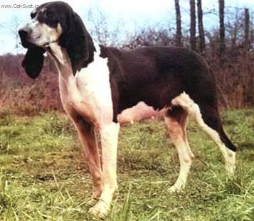 Photos: Great anglo-french white (Dog standard) (pictures, images)