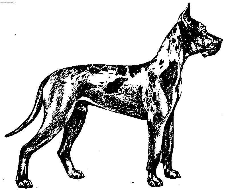 Photos: Great dane (Dog standard) (pictures, images)