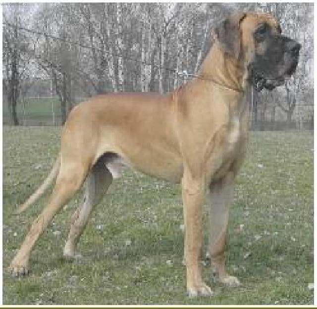 Photos: Great dane (Dog standard) (pictures, images)