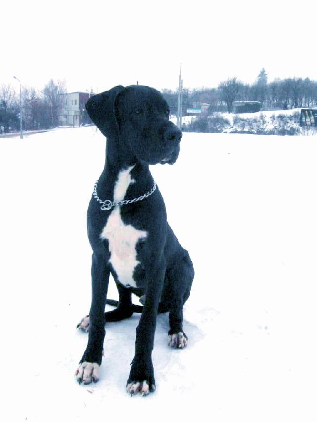 Photos: Great dane (Dog standard) (pictures, images)