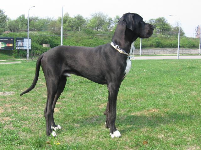 Photos: Great dane (Dog standard) (pictures, images)