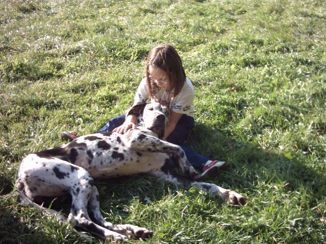 Photos: Great dane (Dog standard) (pictures, images)