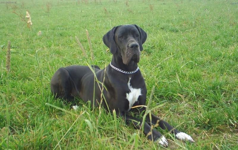 Photos: Great dane (Dog standard) (pictures, images)