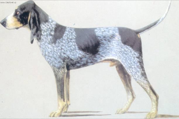 Photos: Great gascony blue (Dog standard) (pictures, images)