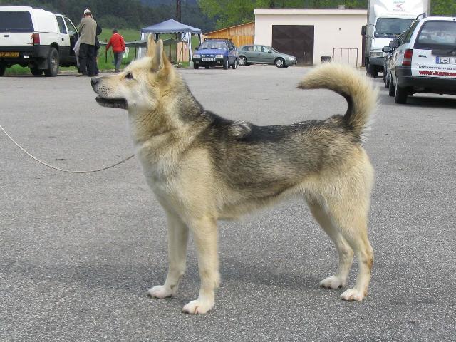 Photos: Greenland dog (Dog standard) (pictures, images)