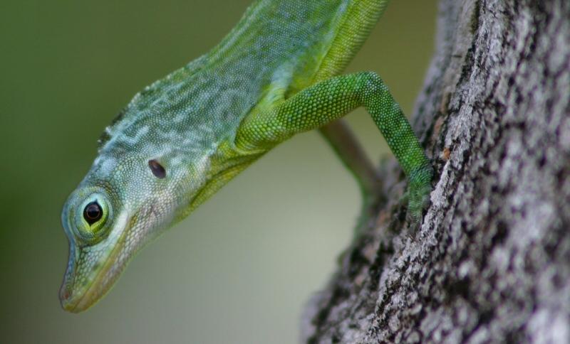 Photos: Grenada (pictures, images)