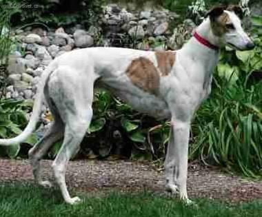 Photos: Greyhound (Dog standard) (pictures, images)