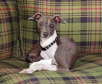 Photos: Greyhound (Dog standard) (pictures, images)