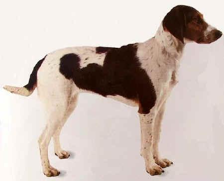 Photos: Halden hound (Dog standard) (pictures, images)