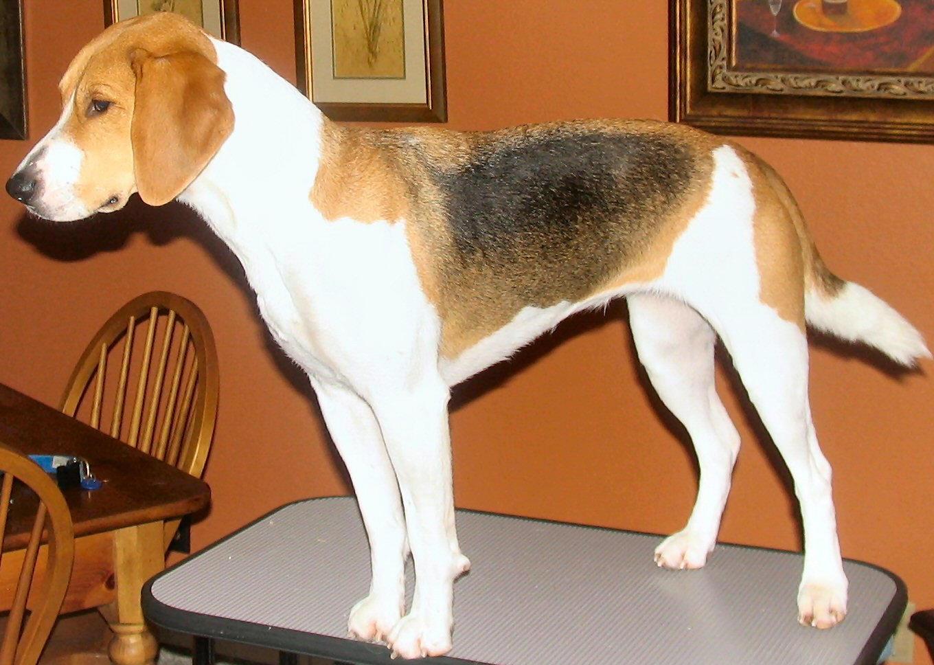 Photos: Harrier (Dog standard) (pictures, images)