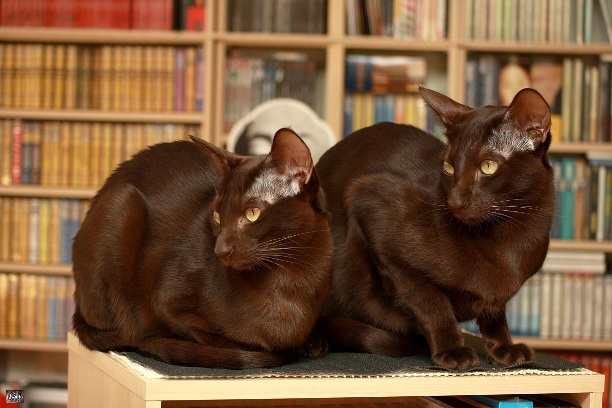 http://www.tiptopglobe.com/big-photo/havana-brown-cat-1.jpg