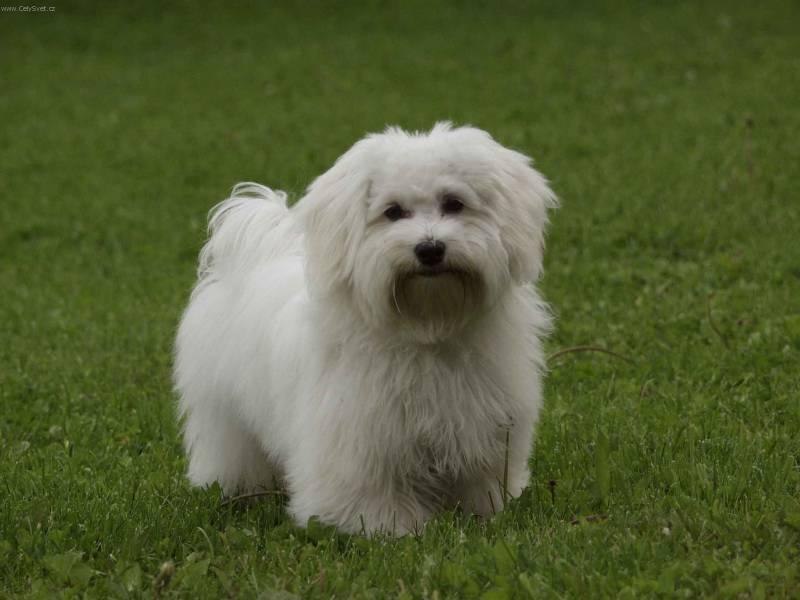 Photos: Havanese (Dog standard) (pictures, images)