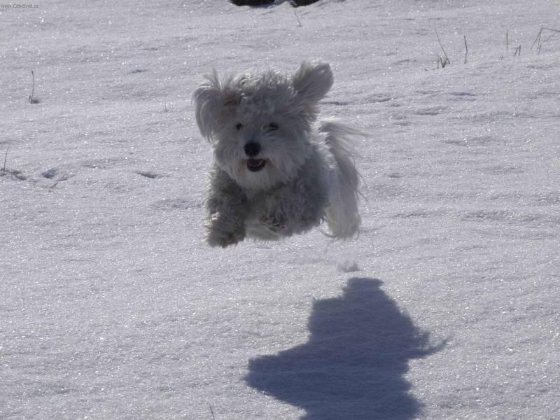 Photos: Havanese (Dog standard) (pictures, images)