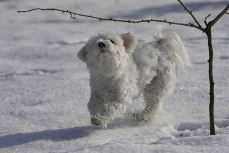 Photos: Havanese (Dog standard) (pictures, images)
