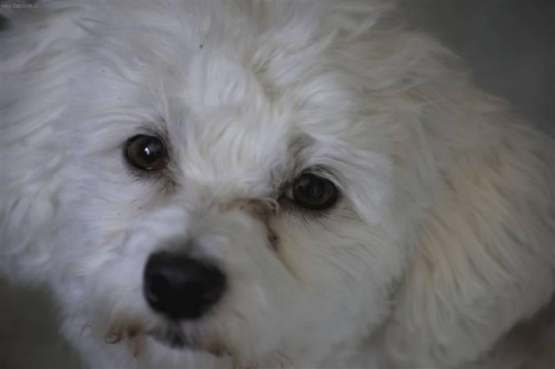 Photos: Havanese (Dog standard) (pictures, images)