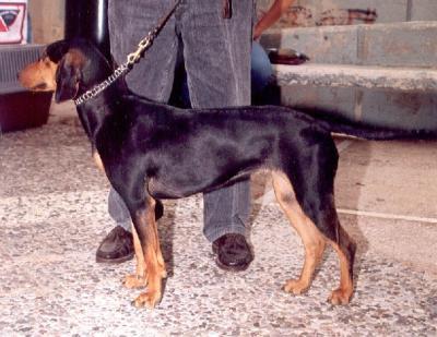 Photos: Hellenic hound (Dog standard) (pictures, images)