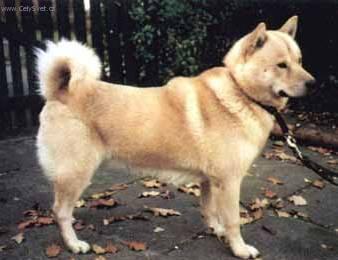 Photos: Hokkaido (Dog standard) (pictures, images)