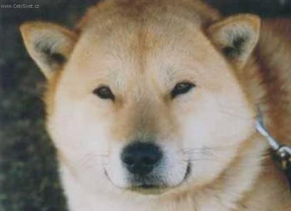 Photos: Hokkaido (Dog standard) (pictures, images)