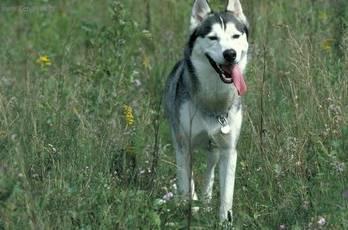 Photos: Hokkaido (Dog standard) (pictures, images)
