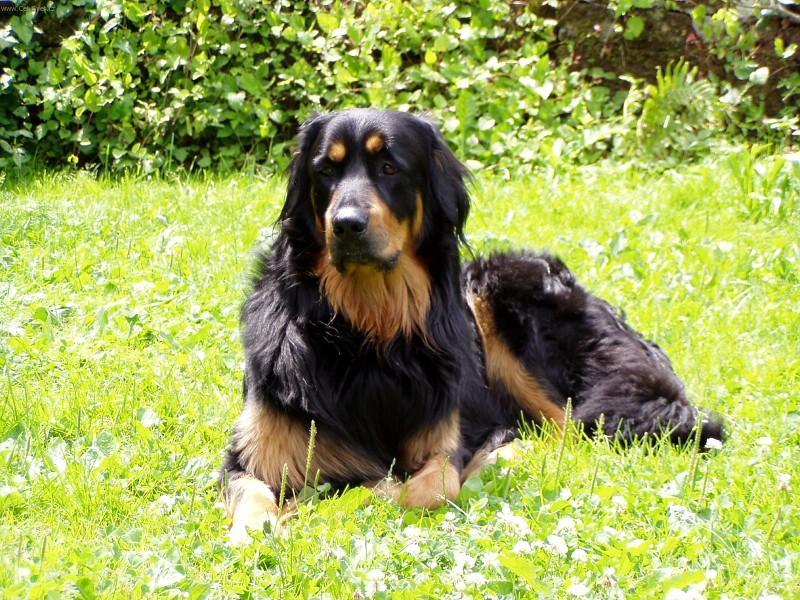 Photos: Hovawart (Dog standard) (pictures, images)