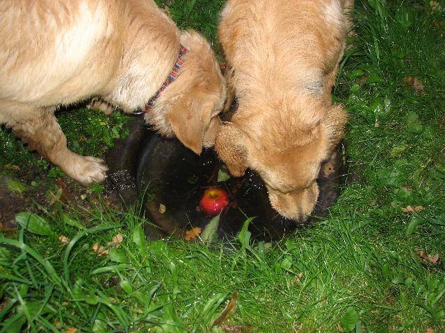 Photos: Hovawart (Dog standard) (pictures, images)