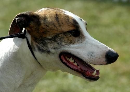 Photos: Hungarian greyhound (Dog standard) (pictures, images)