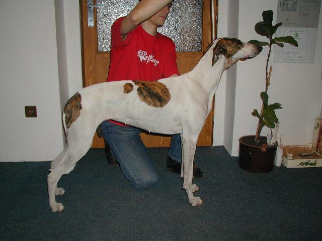 Photos: Hungarian greyhound (Dog standard) (pictures, images)