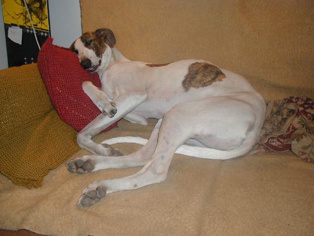 Photos: Hungarian greyhound (Dog standard) (pictures, images)