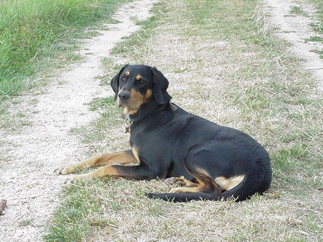 Photos: Hungarian hound - transylvanian scenthound (Dog standard) (pictures, images)