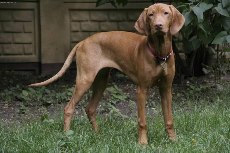 Hungarian short-haired pointer (vizsla) (Dog standard) (Hungarian ...