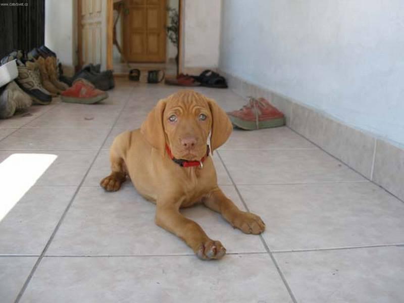 Vizsla dog