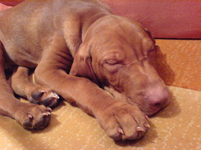 Photos: Hungarian short-haired pointer (vizsla) (Dog standard) (pictures, images)
