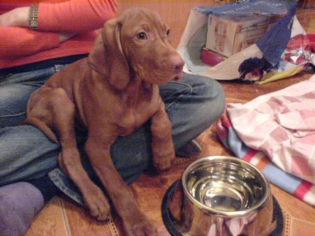 Photos: Hungarian short-haired pointer (vizsla) (Dog standard) (pictures, images)