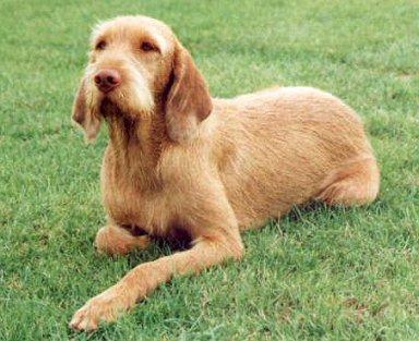 Photos: Hungarian wire-haired pointer (vizsla) (Dog standard) (pictures, images)